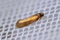 Roeslerstammia erxlebella
