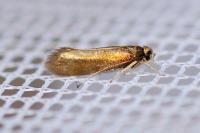 Roeslerstammia erxlebella
