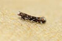 Parectopa ononidis