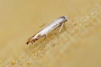 Lyonetia clerkella