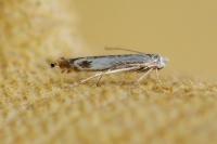 Lyonetia clerkella