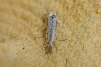 Lyonetia clerkella