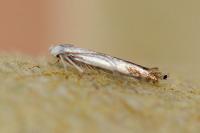 Lyonetia clerkella