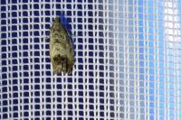Cydia splendana