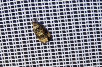 Endothenia