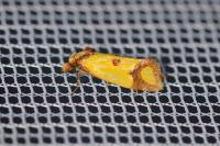Agapeta zoegana