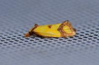 Agapeta zoegana