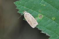 Agonopterix