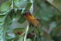 Pammene aurita