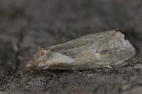 Phtheochroa inopiana