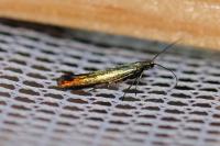 Coleophora