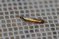 Coleophora