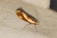 Harpella forficella