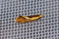 Harpella forficella