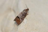 Cydia pomonella