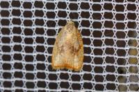Acleris forsskaleana