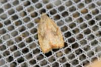 Acleris forsskaleana