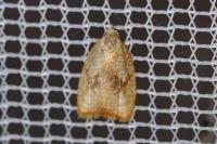 Acleris forsskaleana