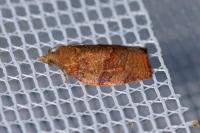 Pandemis heparana