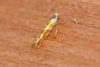 Argyresthia goedartella
