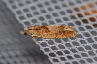 Eucosma conterminana