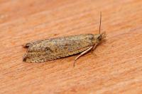 Bactra
