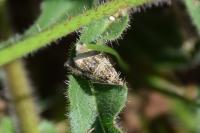 Celypha lacunana