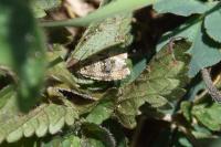 Celypha lacunana