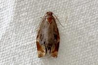 Archips crataegana