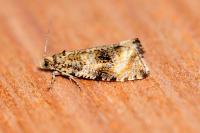 Celypha lacunana