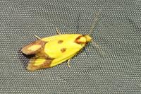 Agapeta zoegana