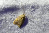 Carcina quercana