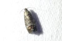 Cydia pomonella