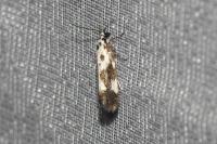 Ethmia quadrillella