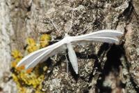 Pterophorus pentadactylus
