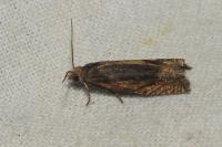 Eucosma gr. cana