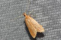 Helcystogramma rufescens
