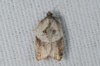 Acleris variegana