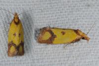 Agapeta zoegana