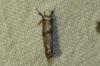 Swammerdamia pyrella