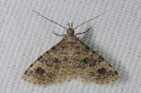 Alucita hexadactyla