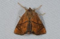 Apoda limacodes