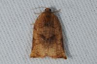 Archips podana