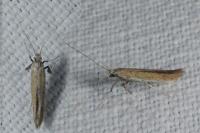 Aspilapteryx tringipennella