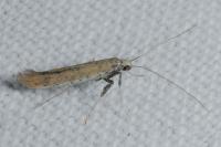 Aspilapteryx tringipennella