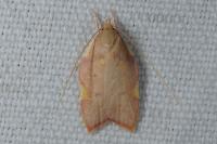 Carcina quercana