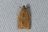 Clepsis consimilana