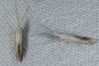 Coleophora