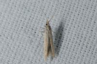 Coleophora