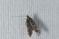 Dichomeris alacella